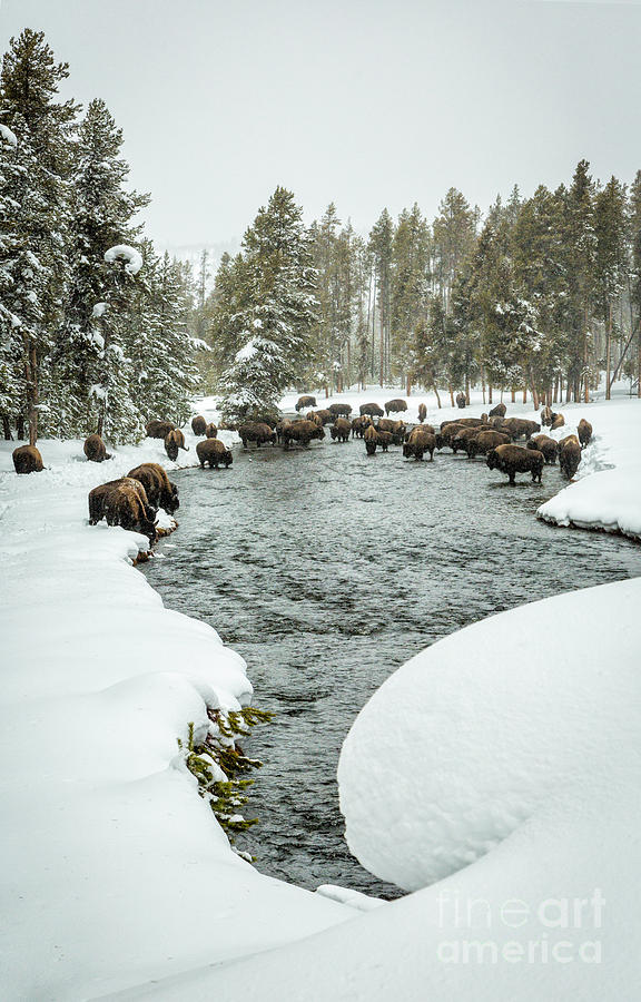 Bison Herd In River #1 Photograph by Timothy Hacker