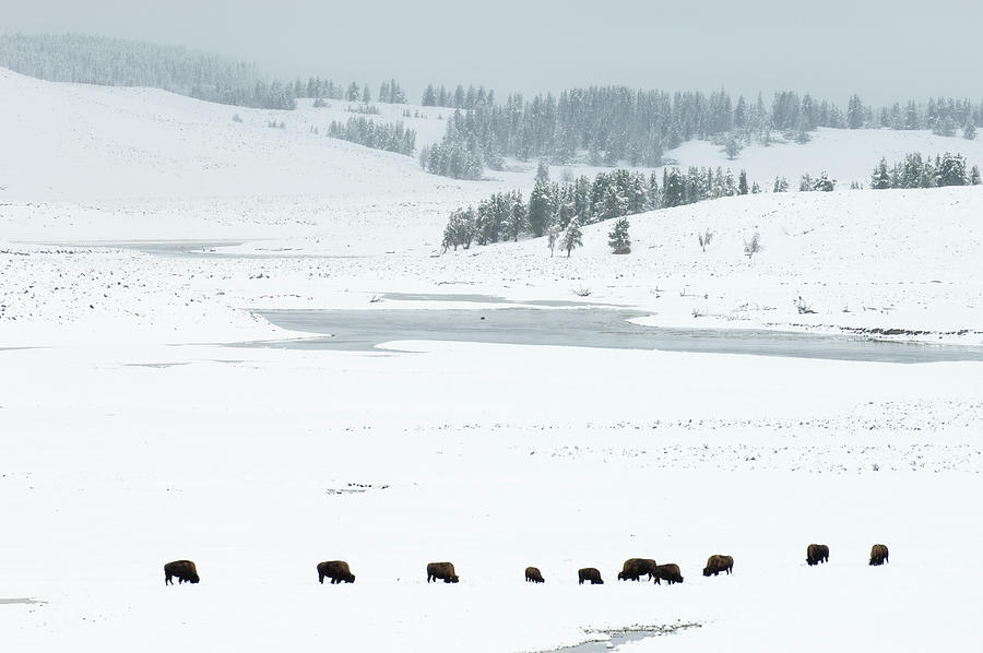 Yellowstone National Park Digital Art - Bison Herd In Snow-covered Field, Yellowstone National Park, Wyoming, Usa #1 by Delta Images