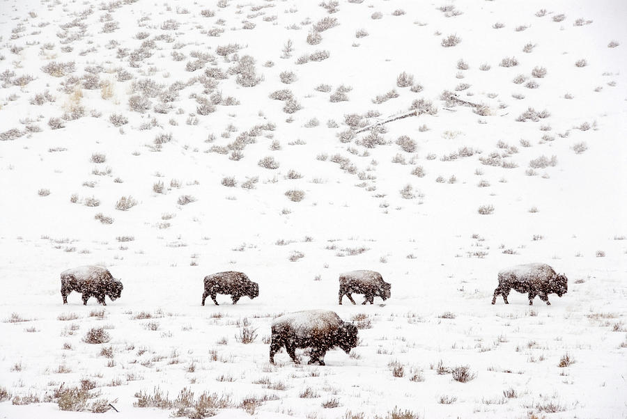 Bison In A Snow Storm #1 Photograph by Mark Newman