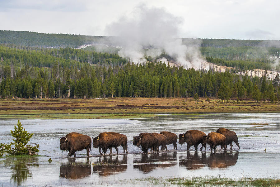 Bison Trek At Dawn Photograph by Yeates Photography - Fine Art America