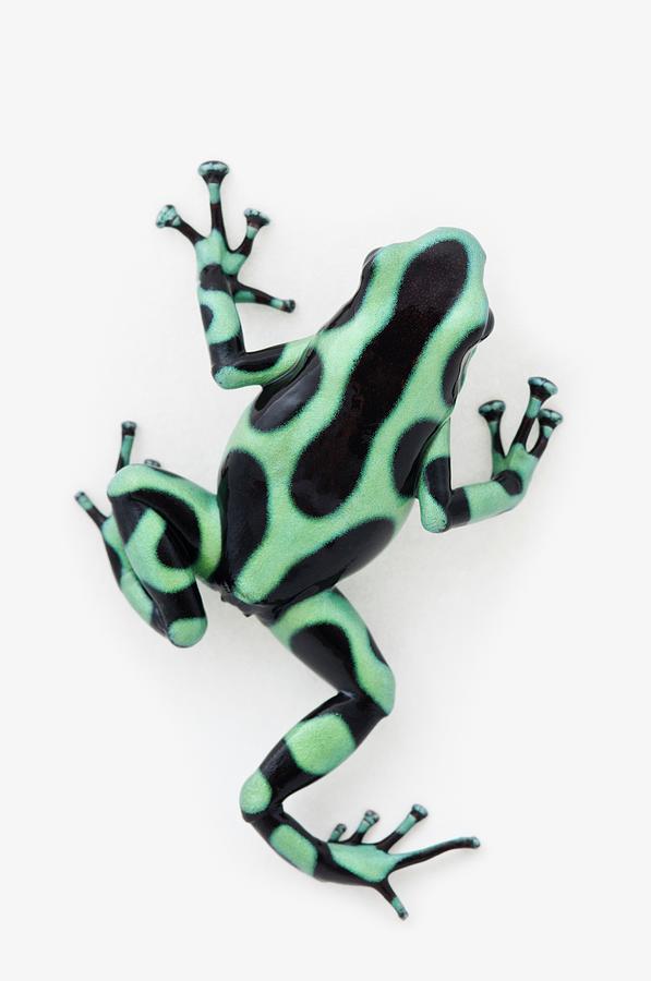 Black And Green Poison Dart Frog Photograph by Design Pics / Corey Hochachka