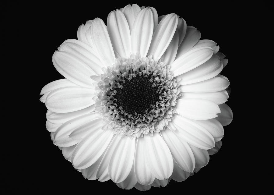 Black And White Photograph - Black and white flower #1 by Mirko Chessari