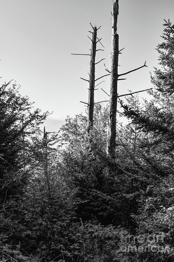 Black And White Forest Photograph by Phil Perkins