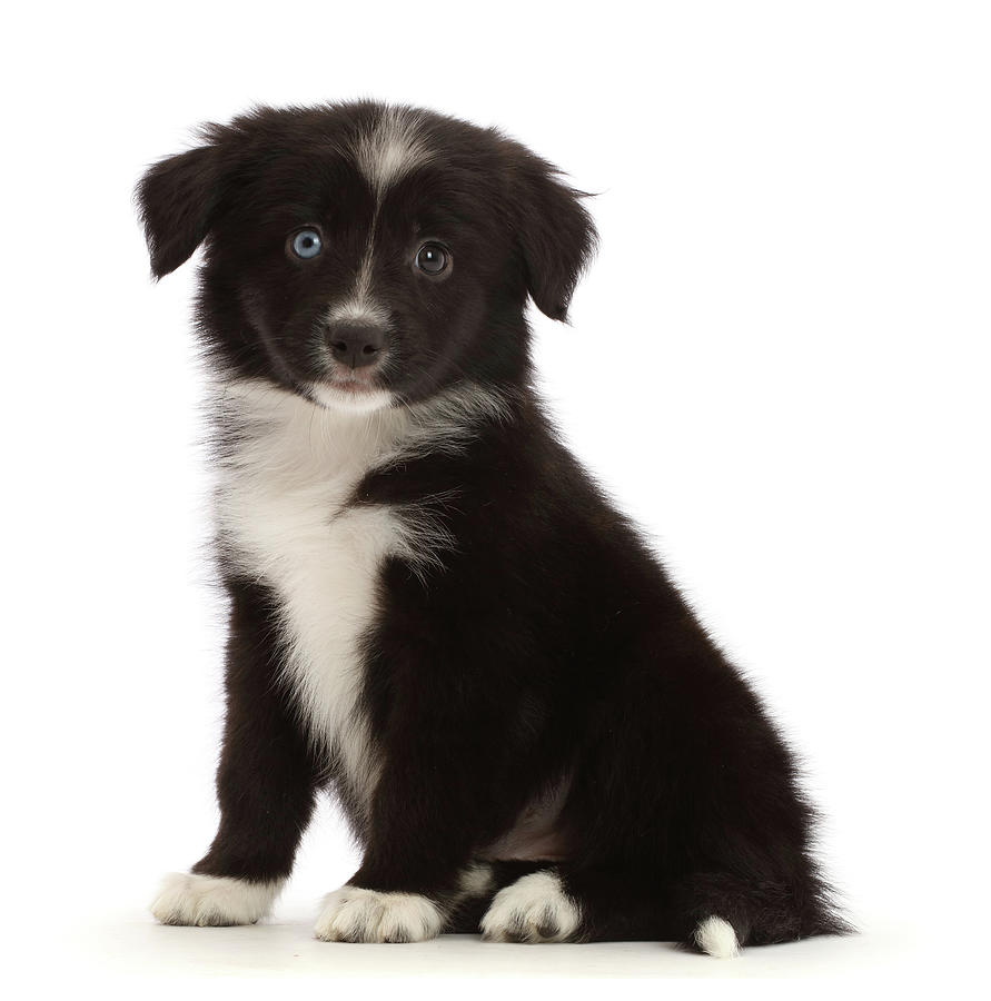 Black-and-white Mini American Shepherd #1 Photograph by Mark Taylor