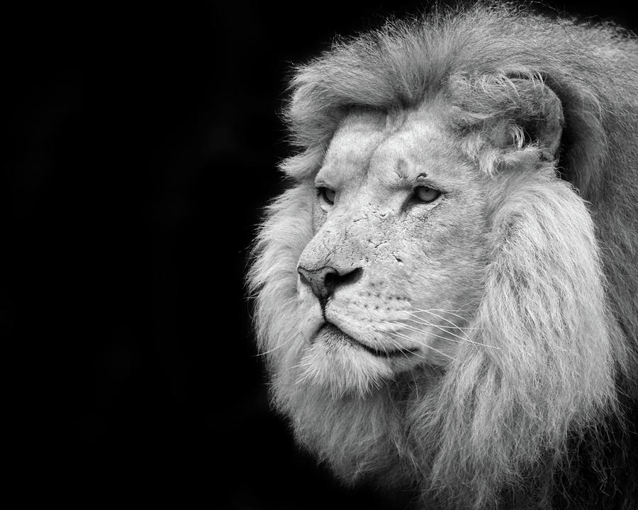 Black And White Portrait Of A Lion #1 Photograph by Focus on nature