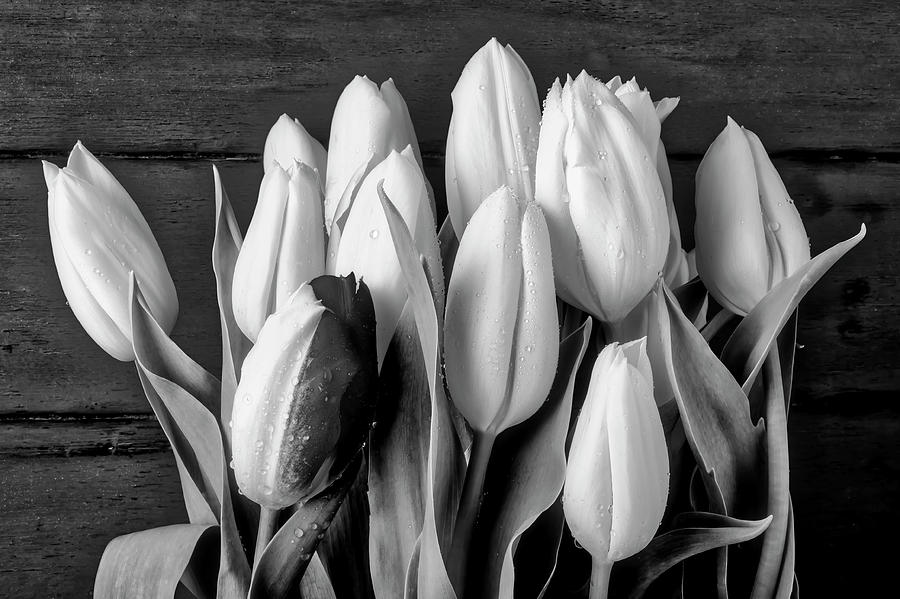 Black And White Tulips #1 Photograph by Garry Gay