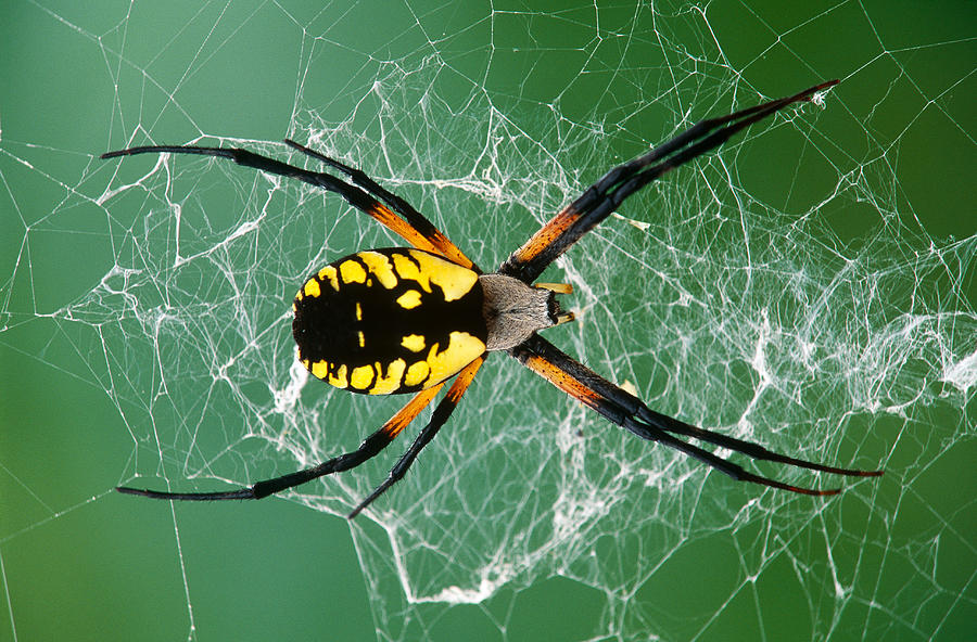 1 Black And Yellow Argiope Spider Michael Lustbader 
