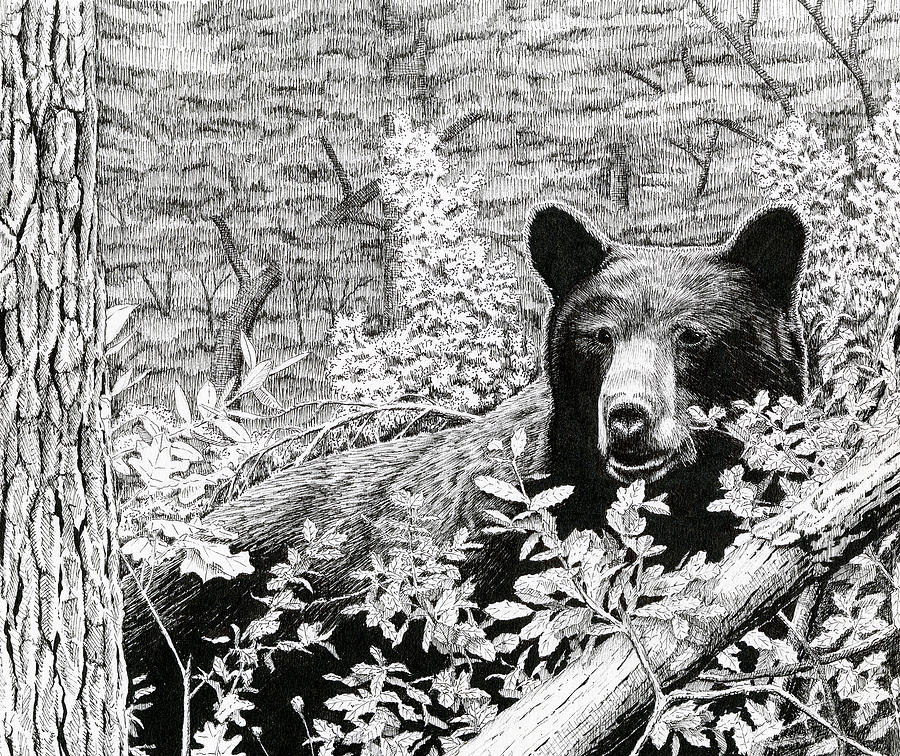 Black Bear Boar #1 Drawing by Timothy Livingston