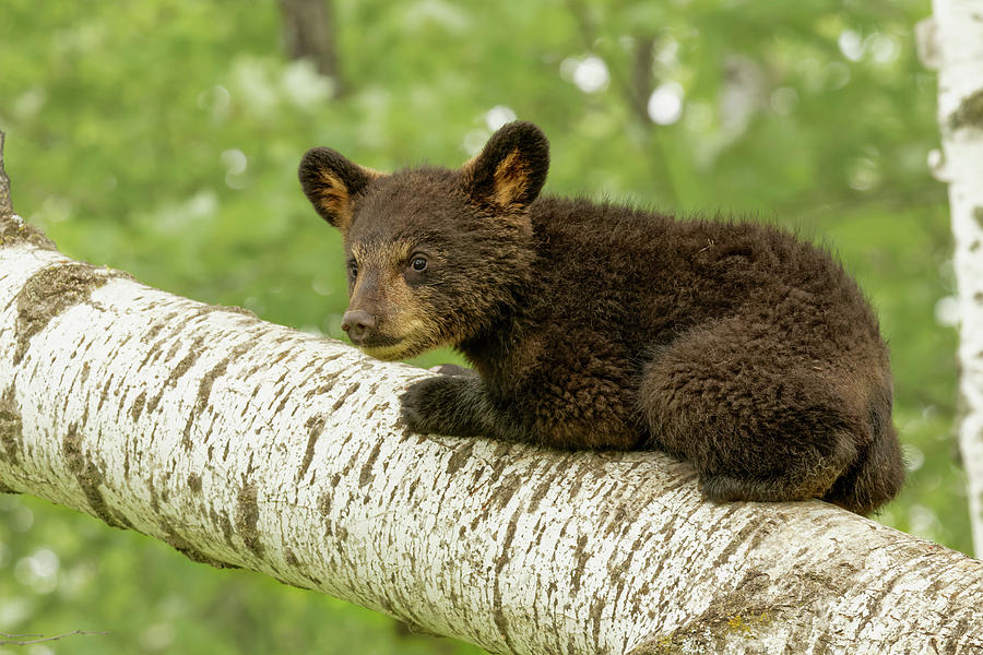 Black Bear Cub In Tree, Ursus Photograph by Adam Jones | Fine Art America