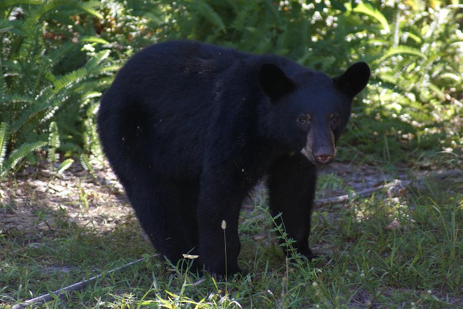 Black Bear Cub #1 Photograph by Lindsey Floyd