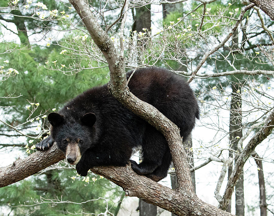 Black Bear in Dogwood Tree #4 Photograph by David Oppenheimer