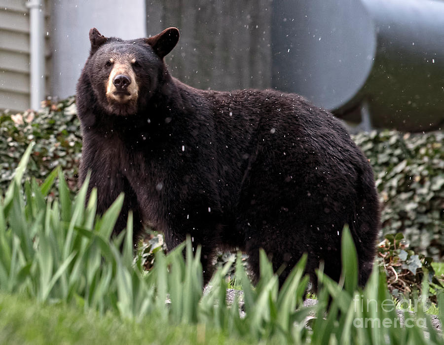 Black Bear in North Asheville #1 Photograph by David Oppenheimer