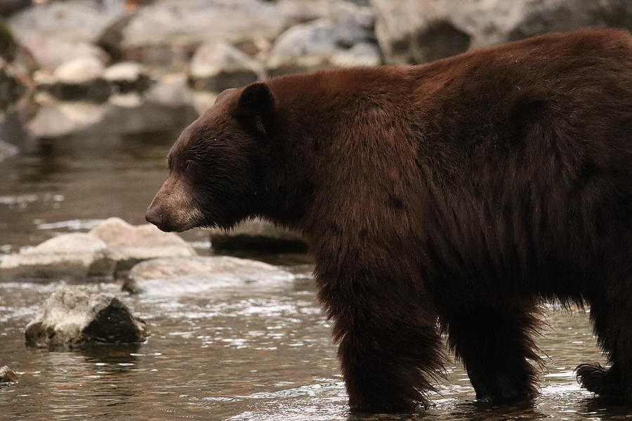 Black Bear by Paul Comish Black Bear by Paul Comish