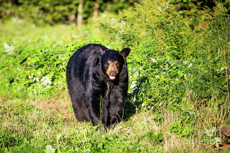 Black Bear Preparing For Hibernation Photograph by Paul Williams