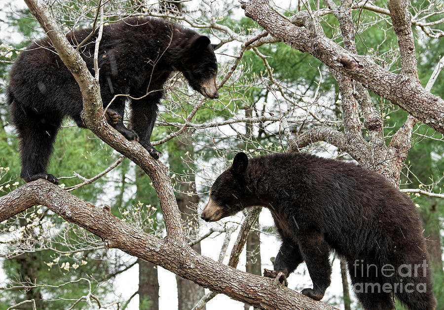 Black Bears in Dogwood Tree #1 Photograph by David Oppenheimer