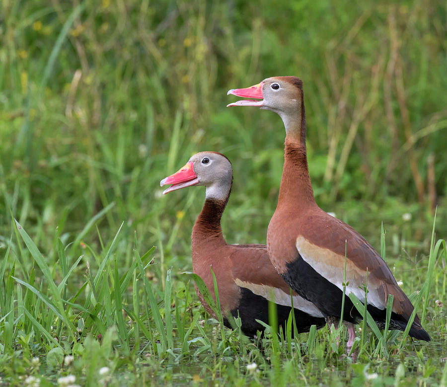 Black-bellied Whistling Ducks #1 Photograph by Ivan Kuzmin