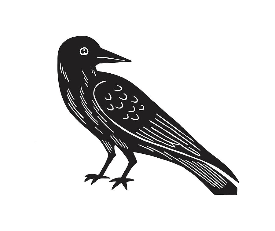 Black And White Drawing - Black Bird #1 by CSA Images