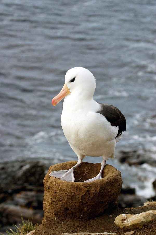 Black-browed Albatross #1 Photograph by David Hosking Black-browed Albatross #1 Photograph by David Hosking