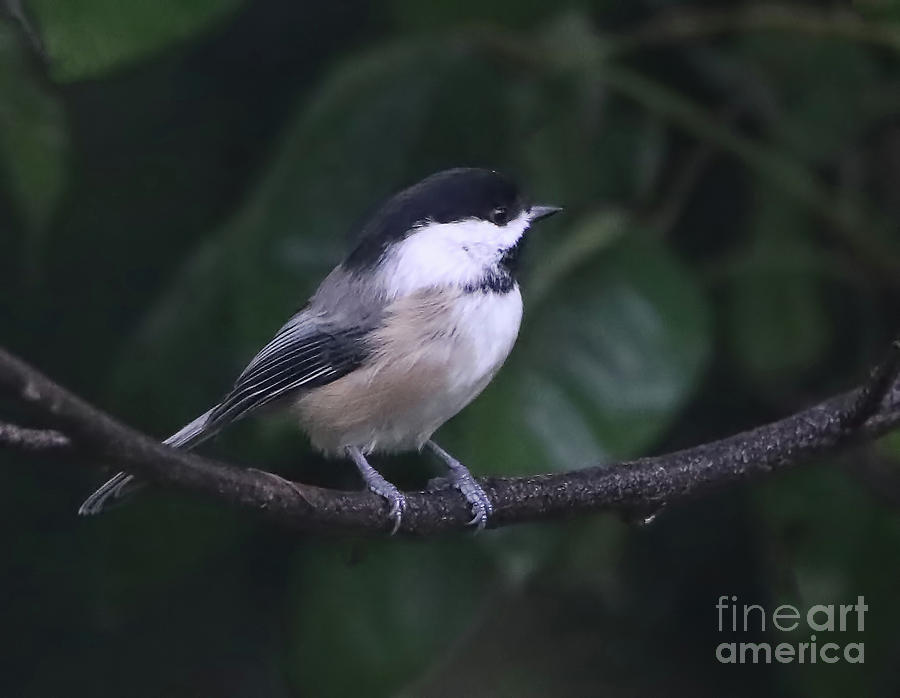 Black-capped chickadee #1 Photograph by Elizabeth Winter