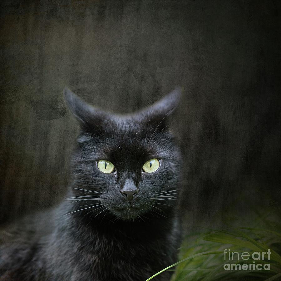 Black Cat Portrait #1 Photograph by Eva Lechner