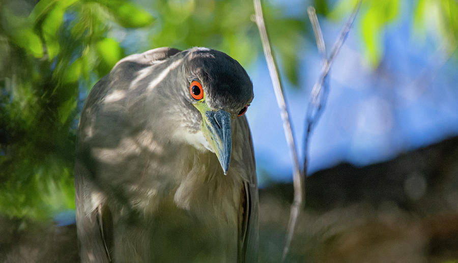 Black Crowned Night Heron 1  #1 Photograph by Rick Mosher