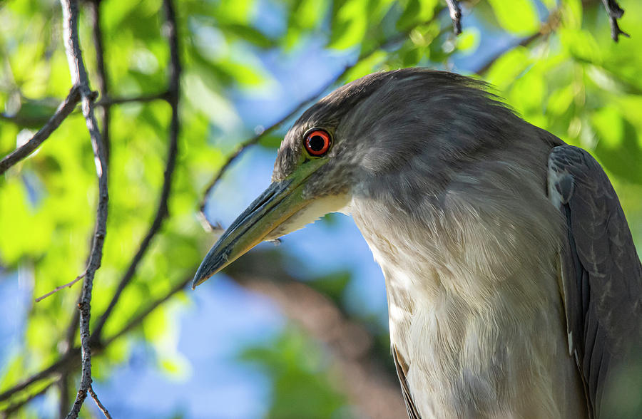 Black Crowned Night Heron 2 #1 Photograph by Rick Mosher