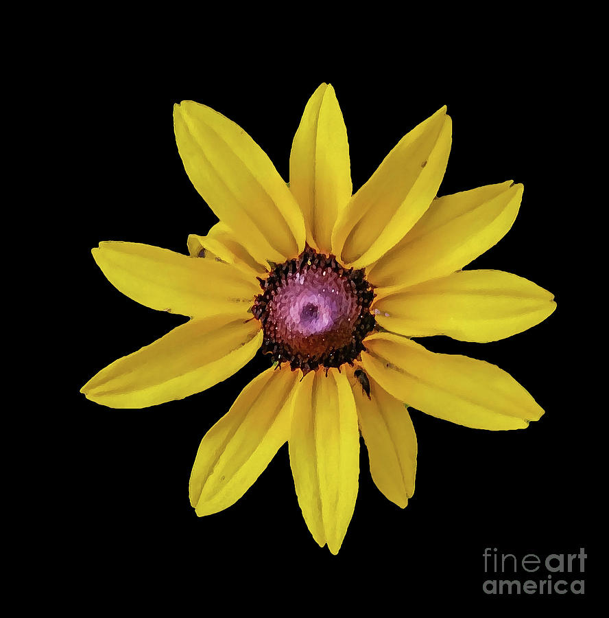 Black Eyed Susan On Black Background by Tony Baca Black Eyed Susan On Black Background by Tony Baca