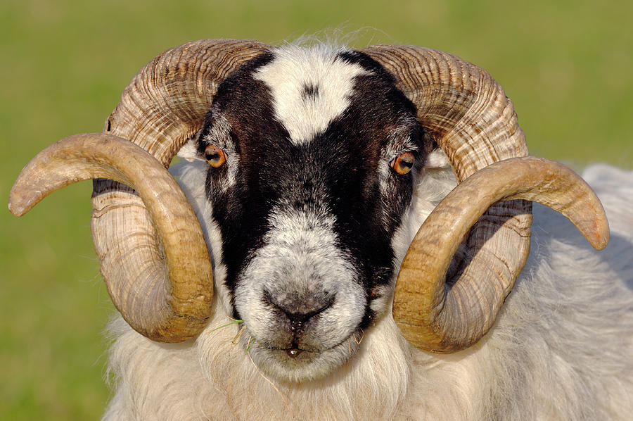 Black-faced Sheep Ram, Head Portrait, Isle Of Islay #1 Photograph by Laurie Campbell / Naturepl.com Black-faced Sheep Ram, Head Portrait, Isle Of Islay #1 Photograph by Laurie Campbell / Naturepl.com