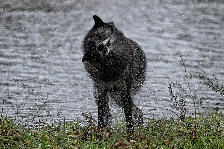 Black grey wolf shaking himself dry #1 Photograph by Dan Friend