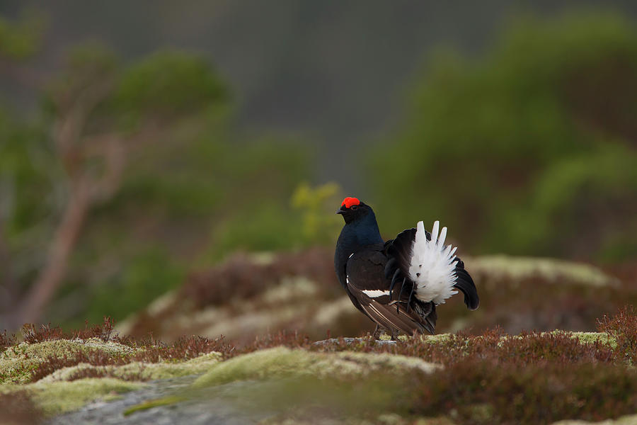 Wildlife Photograph - Black Grouse Displaying. Norway #1 by Danny Green / Naturepl.com
