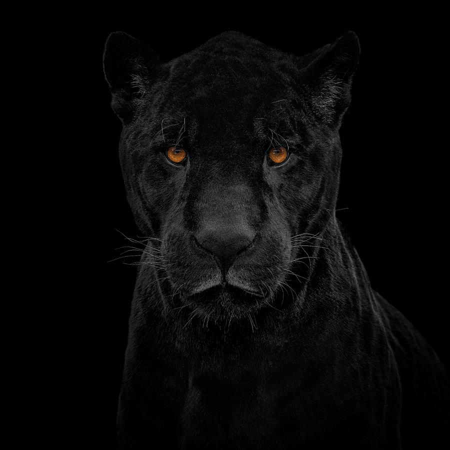 Black Panther Photograph by Mathilde Guillemot - Fine Art America