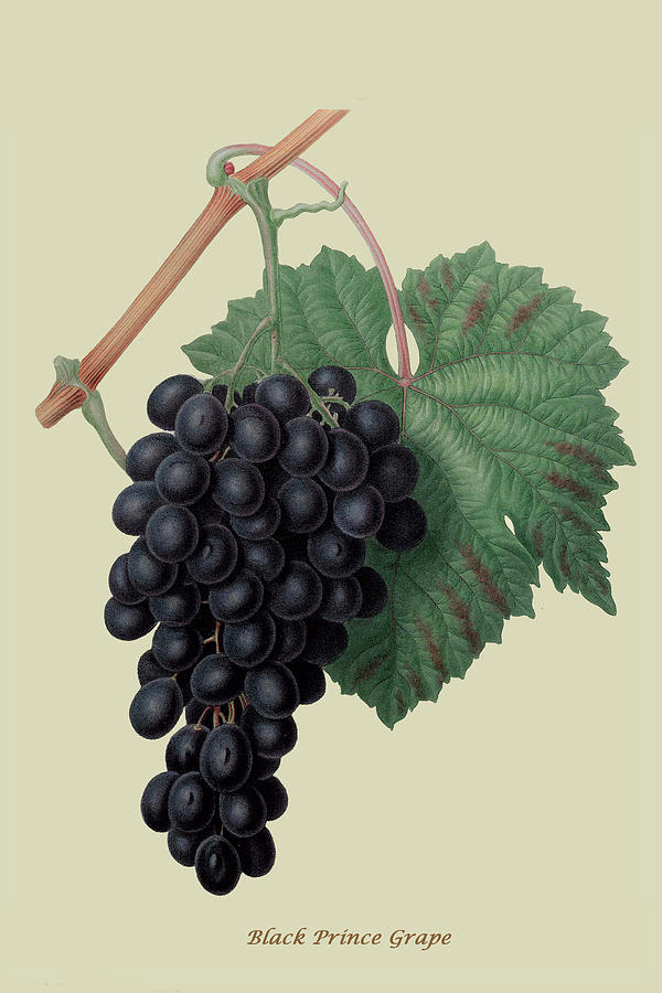 Black Prince Grape #1 Painting by William Hooker