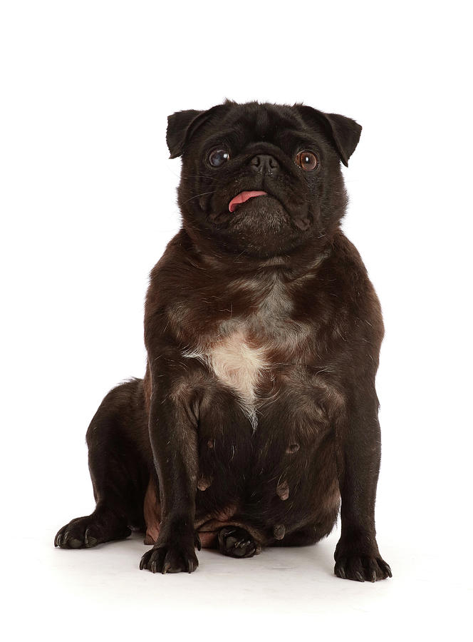 Black Pug With Tongue #1 Photograph by Mark Taylor