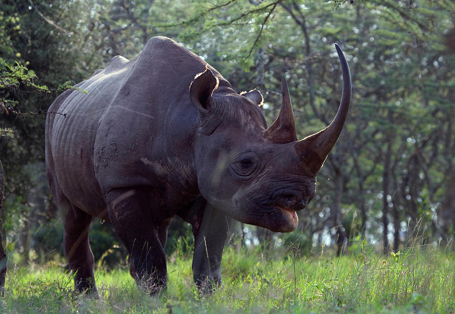 Black Rhino Diceros Bicornis Photograph By Keren Su - Fine Art America