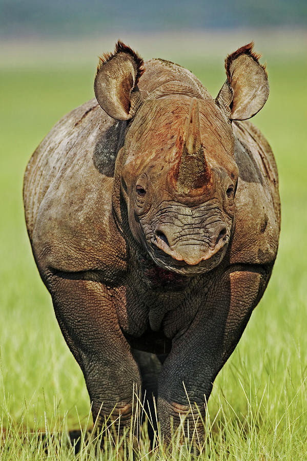 Black Rhino Sub-adult Calf  Diceros #1 Photograph by Nhpa
