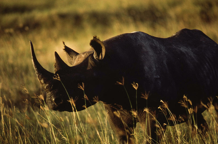 Black Rhinoceros #1 Photograph by David L Moore