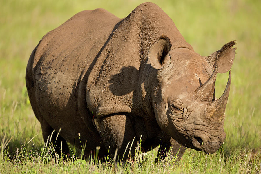 Black Rhinoceros Diceros Bicornis Kenya #1 Photograph by Nhpa