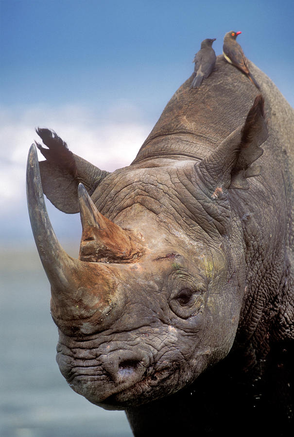 Black Rhinoceros Diceros Bicornis By Martin Harvey