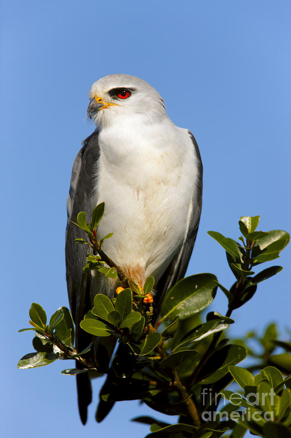 Small Photograph - Black-shouldered Kite - Elanus Caeruleus by Johan Swanepoel Small Photograph - Black-shouldered Kite - Elanus Caeruleus by Johan Swanepoel