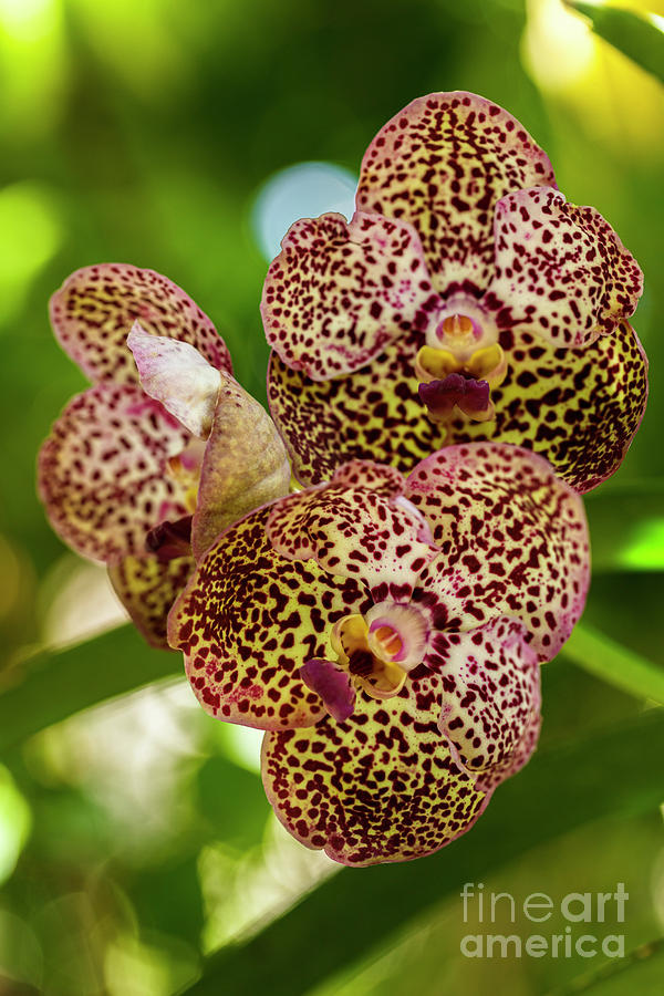Black Spotted Vanda Orchid Flowers #1 Photograph by Raul Rodriguez