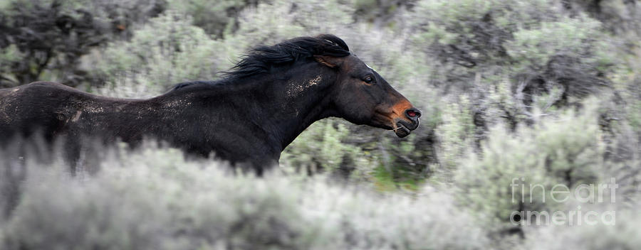 Black Stallion Racing #2 Photograph by Denise Bruchman