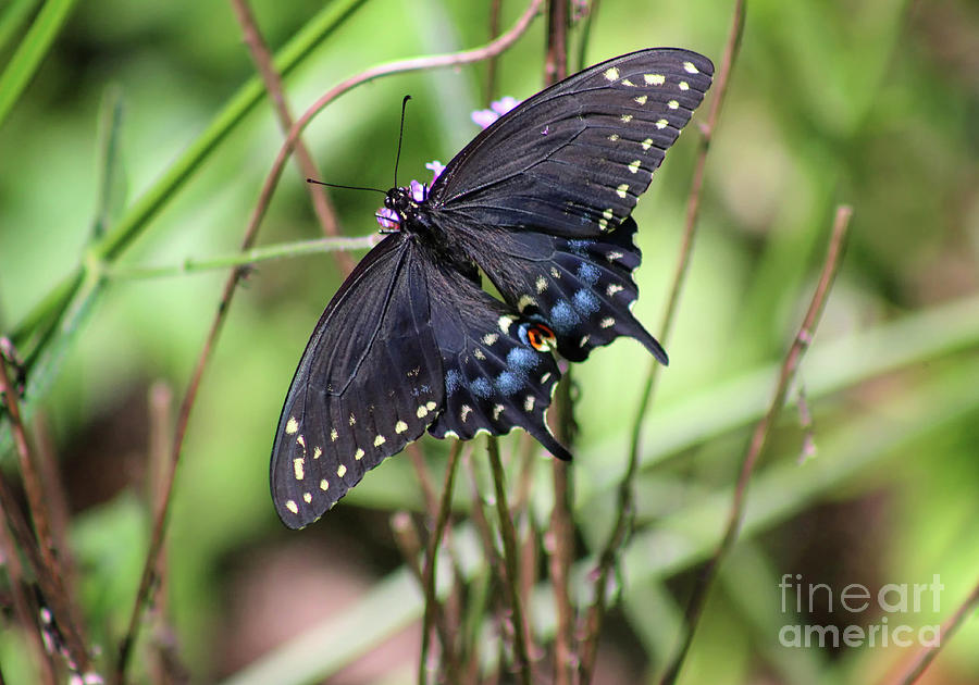 Black Swallowtail Butterfly Dorsal View #2 Photograph by Karen Adams