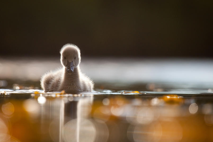 Black Swan Baby #1 Photograph by Robert Adamec