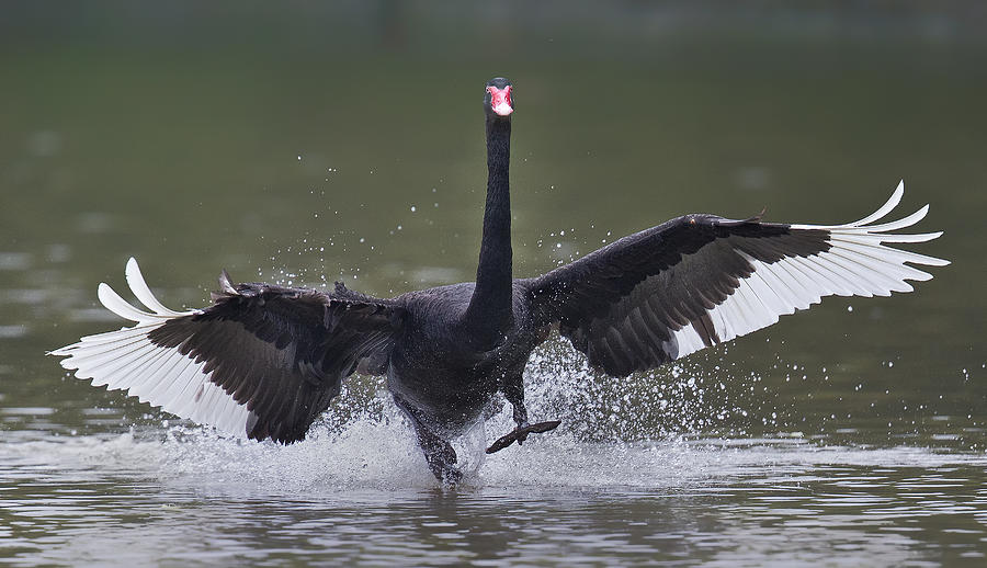 Wildlife Photograph - Black Swan #1 by C.s.tjandra