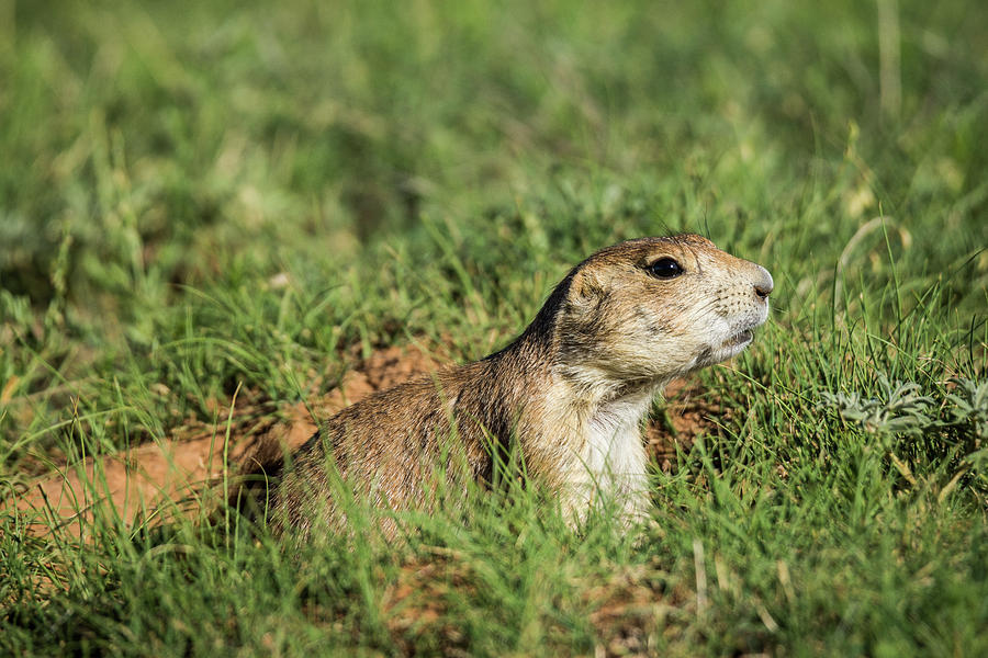 Black-Tailed Prairie Dog  Photograph by Donald Pash
