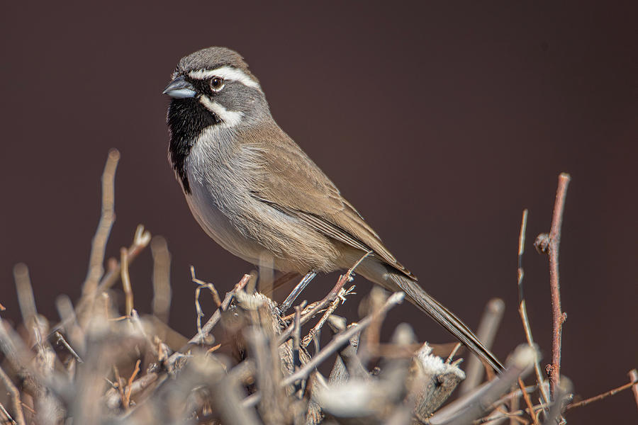 Black-Throated Sparrow by Dan McManus Black-Throated Sparrow by Dan McManus
