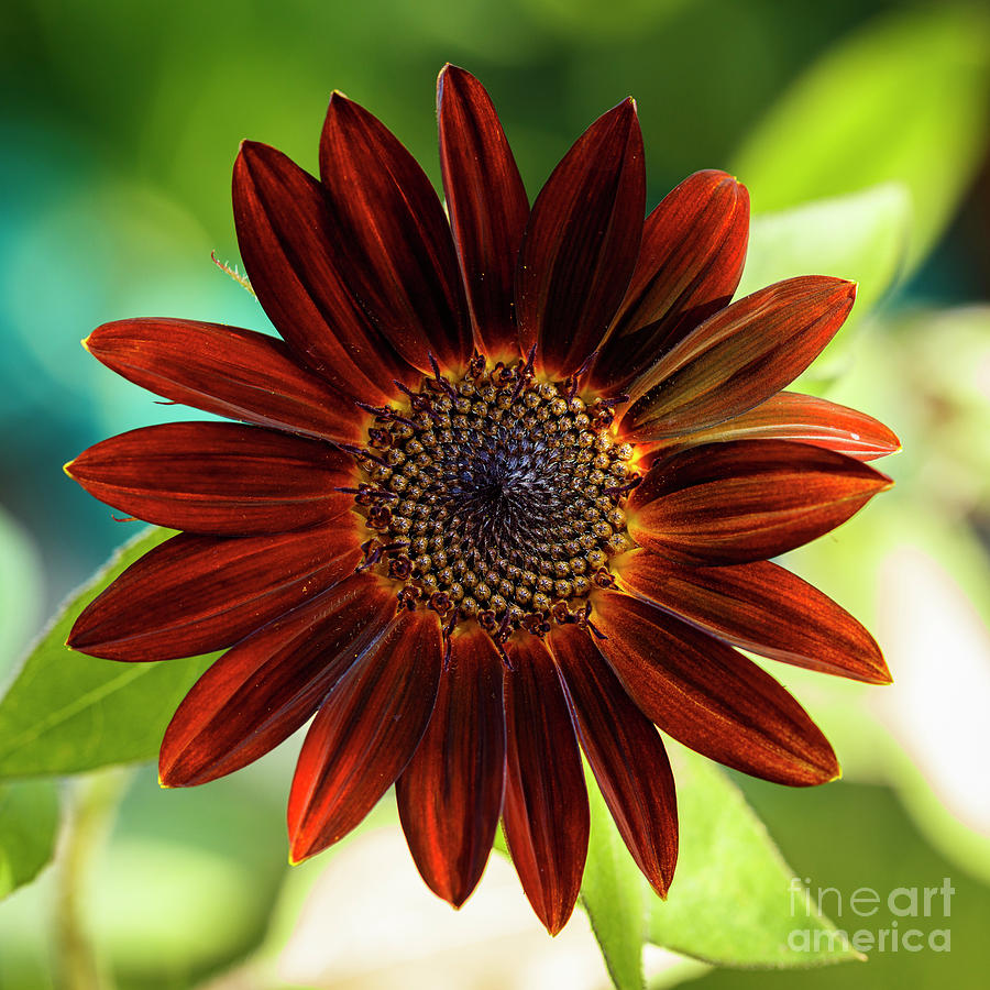 Black Velvet Sunflower #1 Photograph by Raul Rodriguez