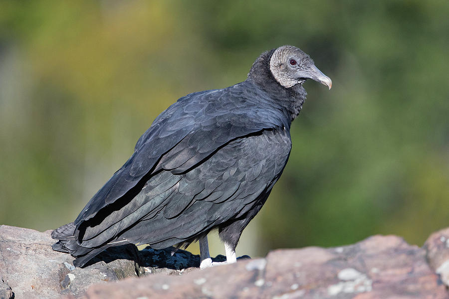 Black Vulture, Coragyps Atratus #1 Photograph by James Zipp