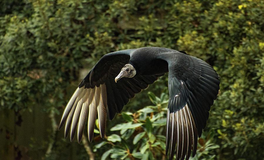 Black Vulture #1 Photograph by Deborah Ferrin - Fine Art America