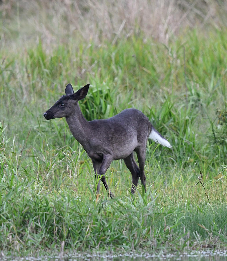 black white tailed deer